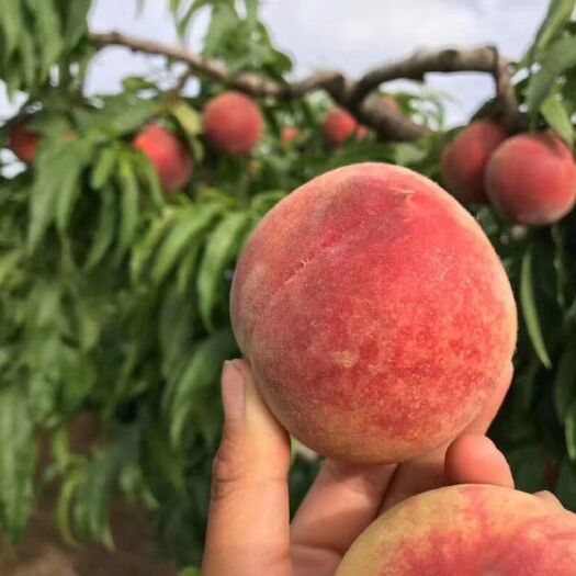 泰安金秋红蜜桃苗  1~1.5米 包邮保品种签合同成活率95%