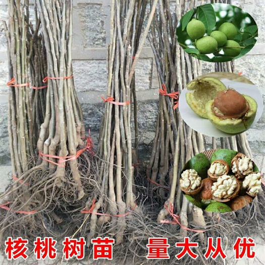 平邑县纸皮核桃苗 