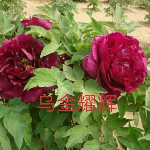 菏泽 观赏牡丹，牡丹苗，保成活，保开花，保质量