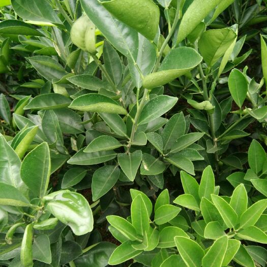 重庆市纽荷尔脐橙苗 嫁接苗 0.5米以下 