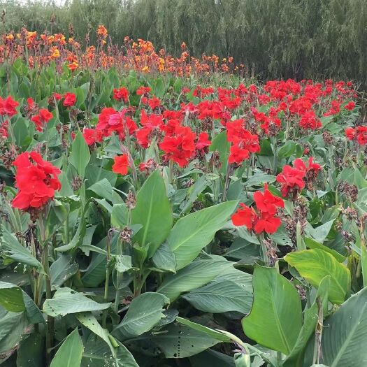 杭州 大量供应红花美人蕉