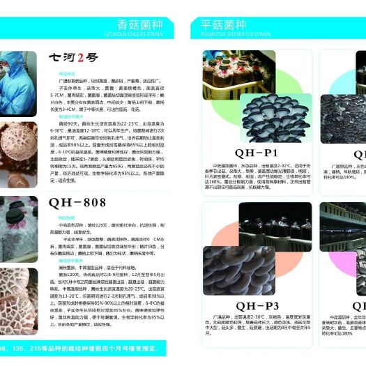 淄博香菇菌种 七河菌种