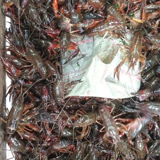 潜江青壳小龙虾 2钱以下 人工养殖 