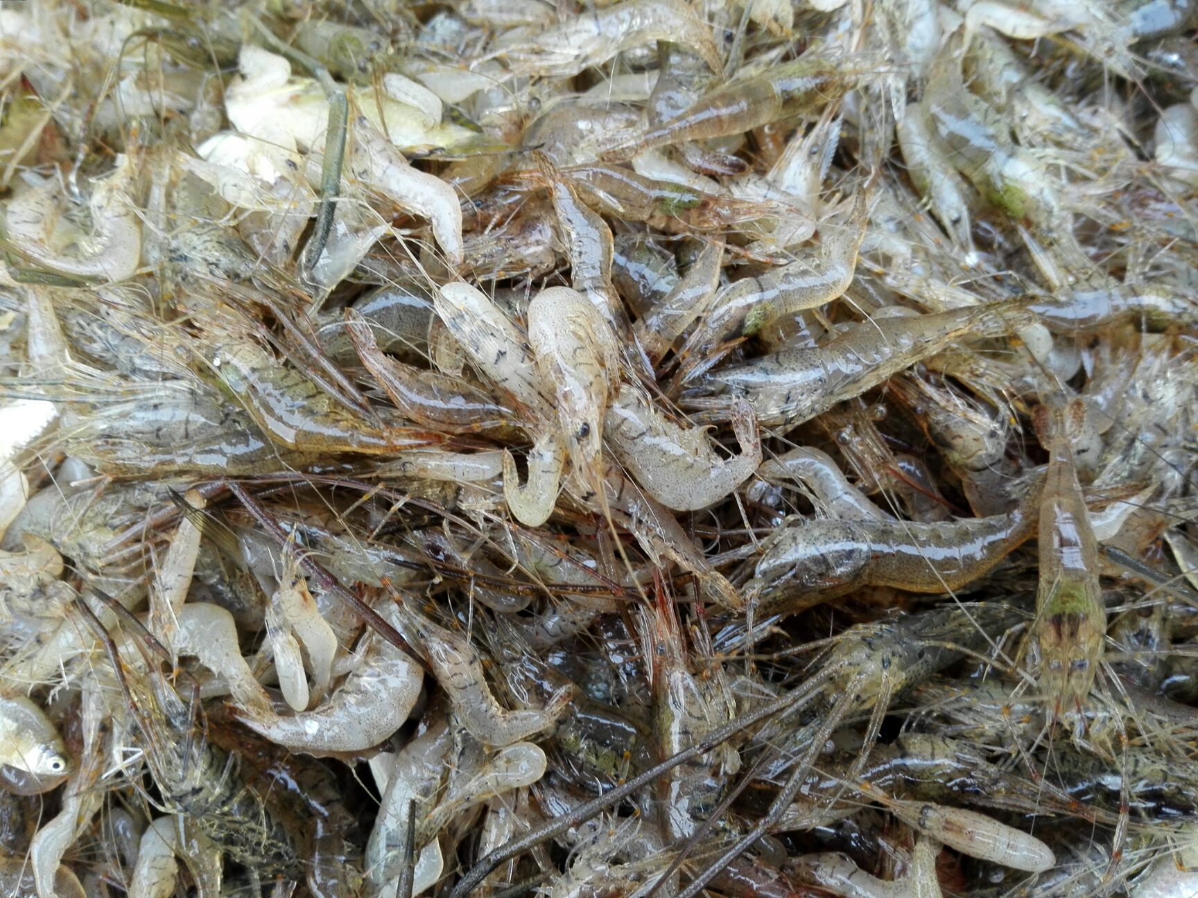 河虾种类图片