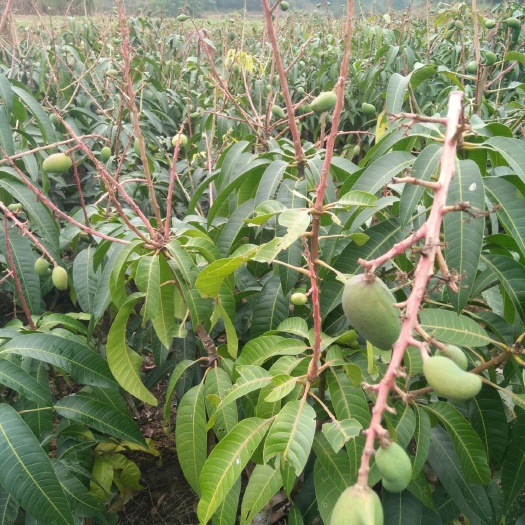 灵山县桂七芒果苗 