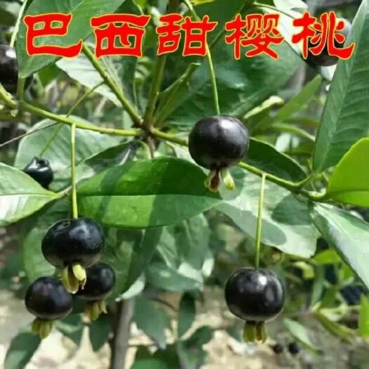 灵山县巴西樱桃苗 