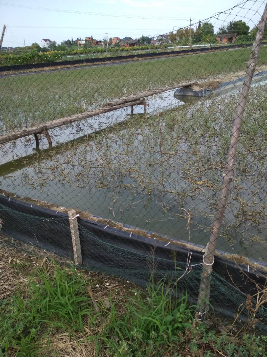 河蟹苗 