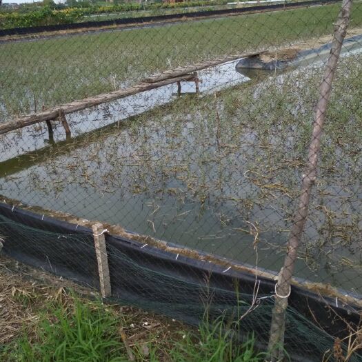 宣城河蟹苗 