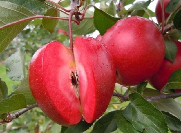 平邑县红肉苹果树苗 1~1.5米