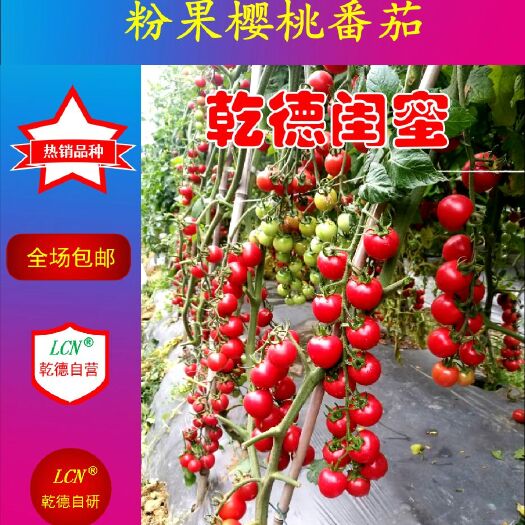 寿光市乾德闺蜜 ≥96% 杂交种 ≥85%