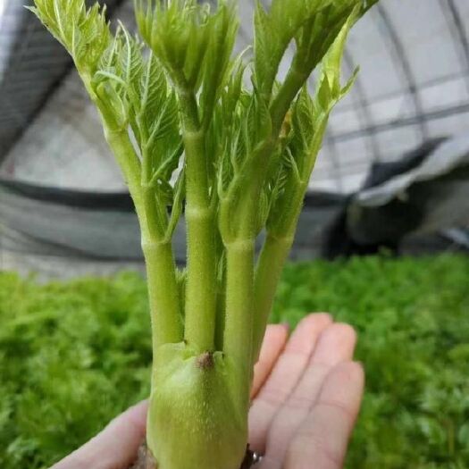 丹东刺老芽 散装 露天 鲜货 