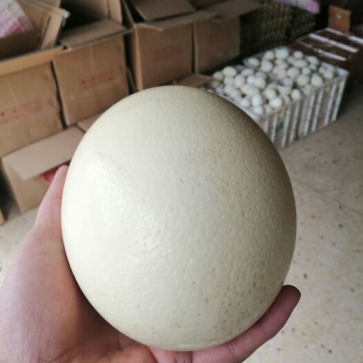新郑市蛋托  鸵鸟蛋