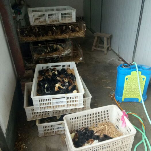 阳信县土鸡苗 