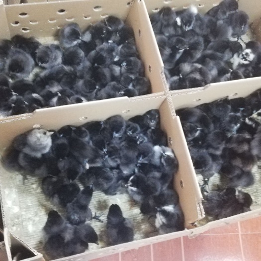 南宁五黑鸡苗 