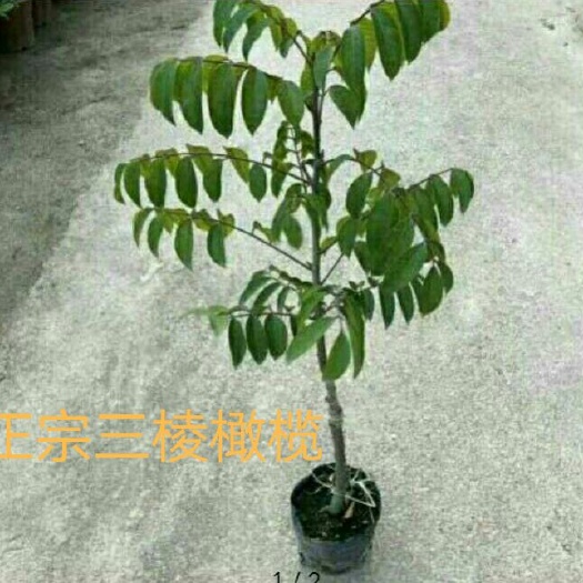 惠州青橄榄苗  正宗三棱橄榄苗
