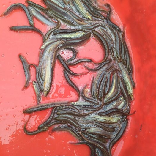 台山市泥鳅 人工养殖 3-5cm 50-60尾/公斤 