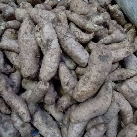 商南县乌红杂交天麻 