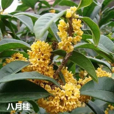 平邑县桂花树苗