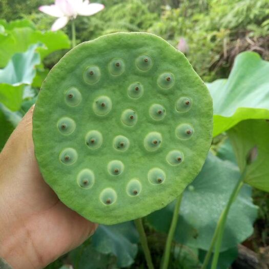 芜湖新鲜水果莲蓬 水果莲 白莲新鲜莲子 荷花大量批发草莲子