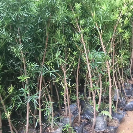 灵山县罗汉松