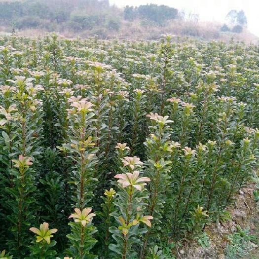 平邑县大黑炭杨梅树苗 