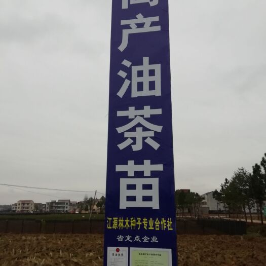 丰城市油茶树苗  高产，长林系列，裸根苗，容器苗