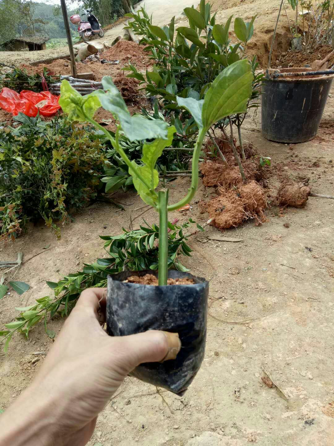  香蜜木瓜百香果苗  香蜜百香果苗 木瓜百香果扦插苗