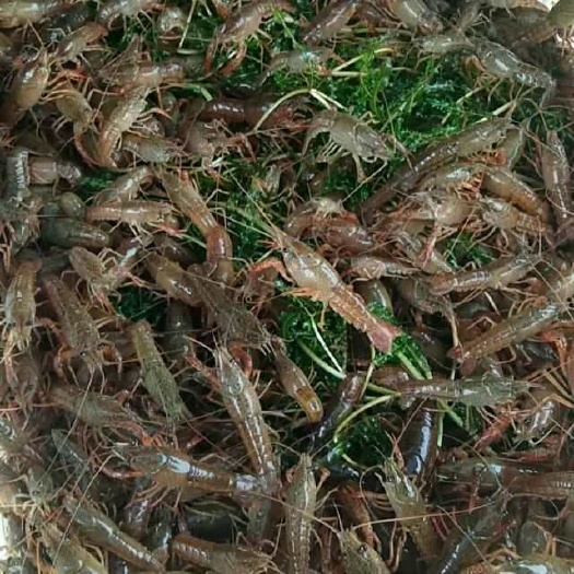 盱眙县小龙虾苗 