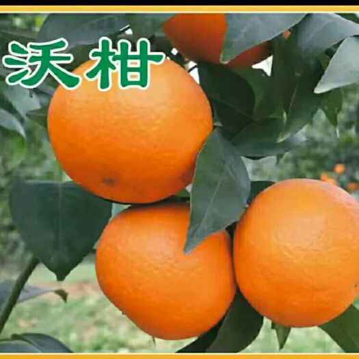 三台县091无核沃柑苗 嫁接苗