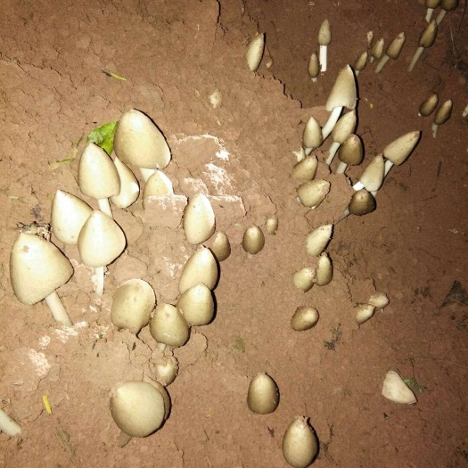 来宾鸡枞菌 鲜货 野生 白皮鸡枞 6cm~9cm 