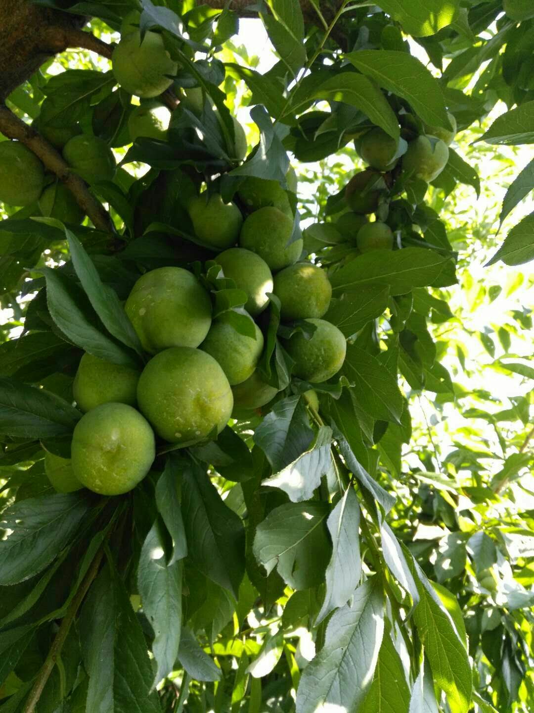 青李子苗  李子苗，李子树苗
