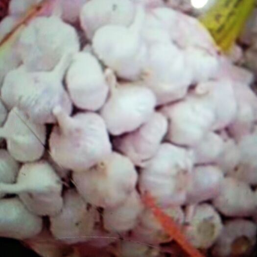 徐州邳州大蒜 6cm以上 多瓣蒜 