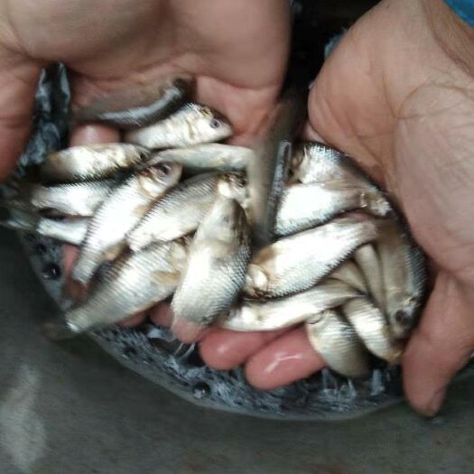 重庆市鲫鱼苗  ，草鱼，鲤鱼各种鱼苗