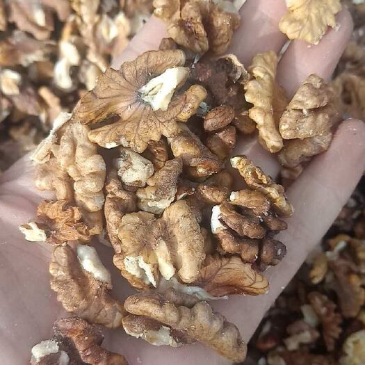 西安核桃仁 12-18个月 