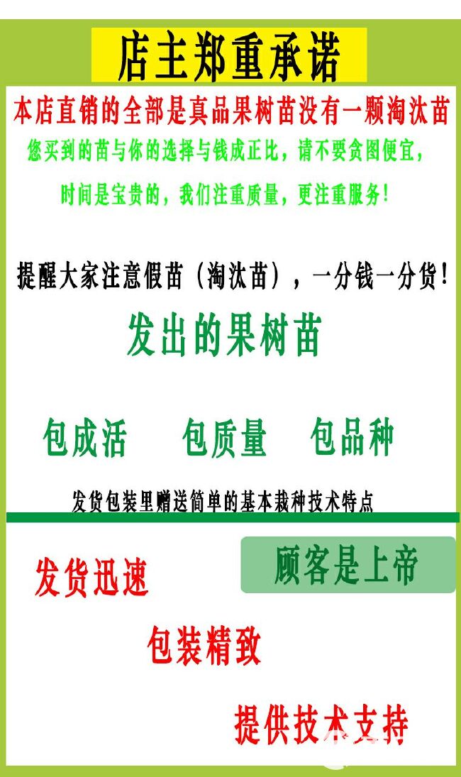 红金银花  40~50公分 四季金银花 北华一号