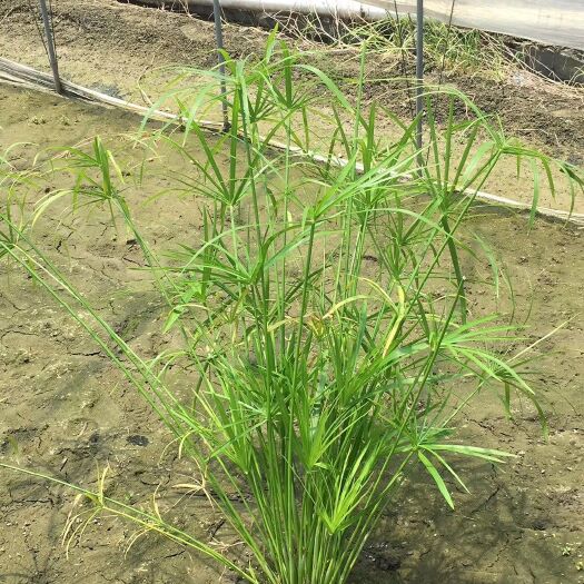杭州旱伞草 基地大量供应
