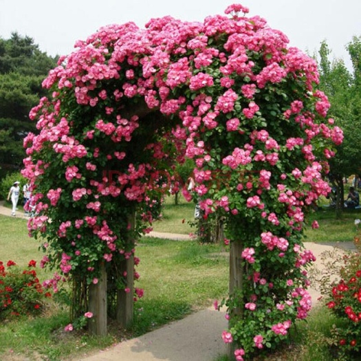 沭阳县红花蔷薇  蔷薇花苗藤本月季大花浓香爬藤植物庭院阳台花卉玫瑰
