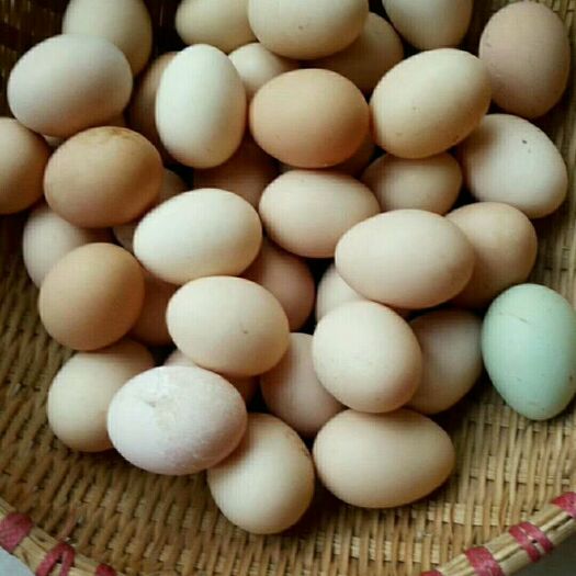 朝阳柴鸡蛋 食用 散装 笨鸡蛋
