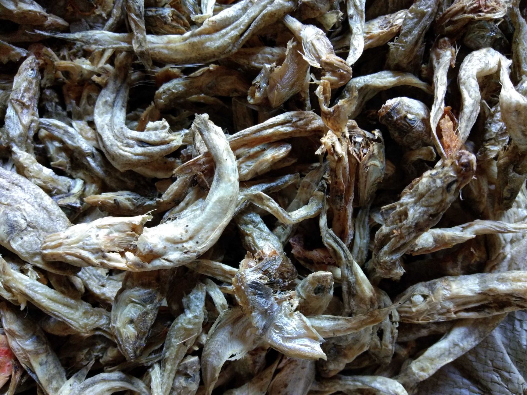 饲料鱼干喂猪河北渤海湾新出水煮熟鱼喂螃蟹气味好价格低量大从优