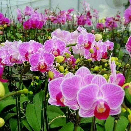 平邑县蝴蝶兰 带花和花苞发货