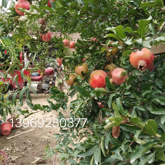 宁津县蒙阳红石榴苗 
