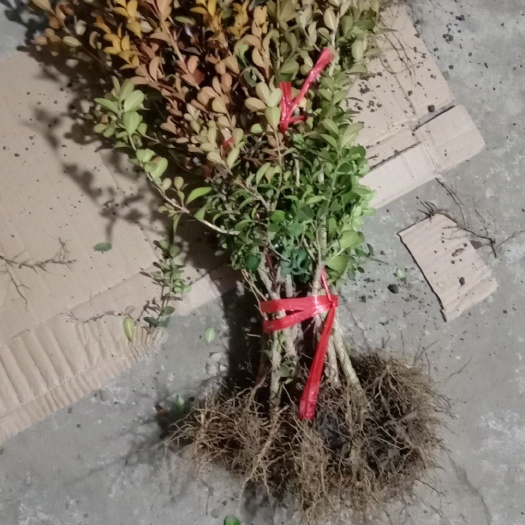 新沂市小叶黄杨