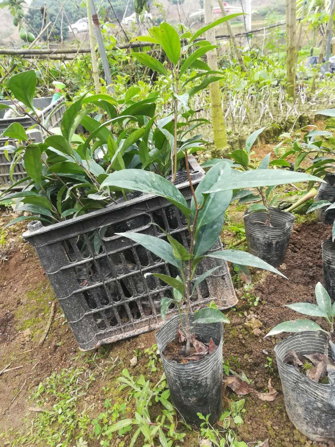 粉红黑老虎苗 