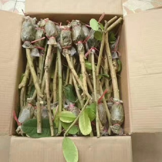 广州四季柠檬苗 