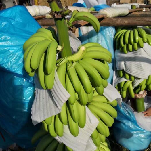 腾冲市巴西香蕉 七成熟 