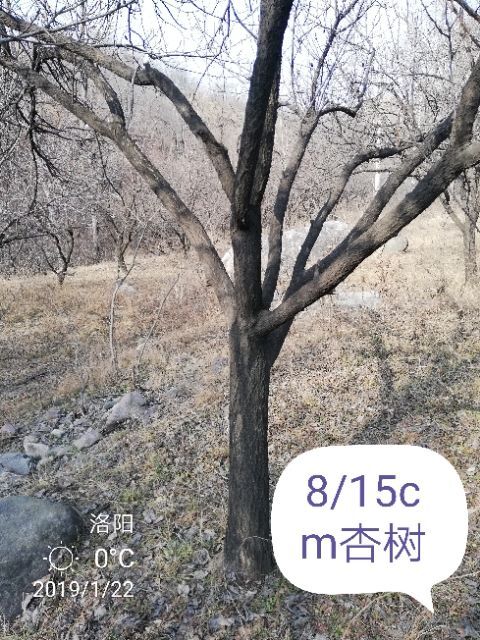 黄杏苗 