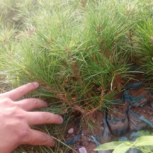 绛县侧柏苗 