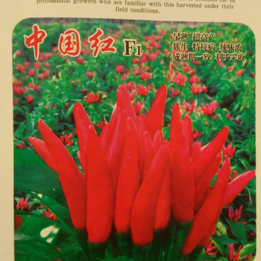 郑州尖椒种子 ≥90% 杂交种 