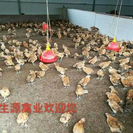 重庆市土鸡苗 