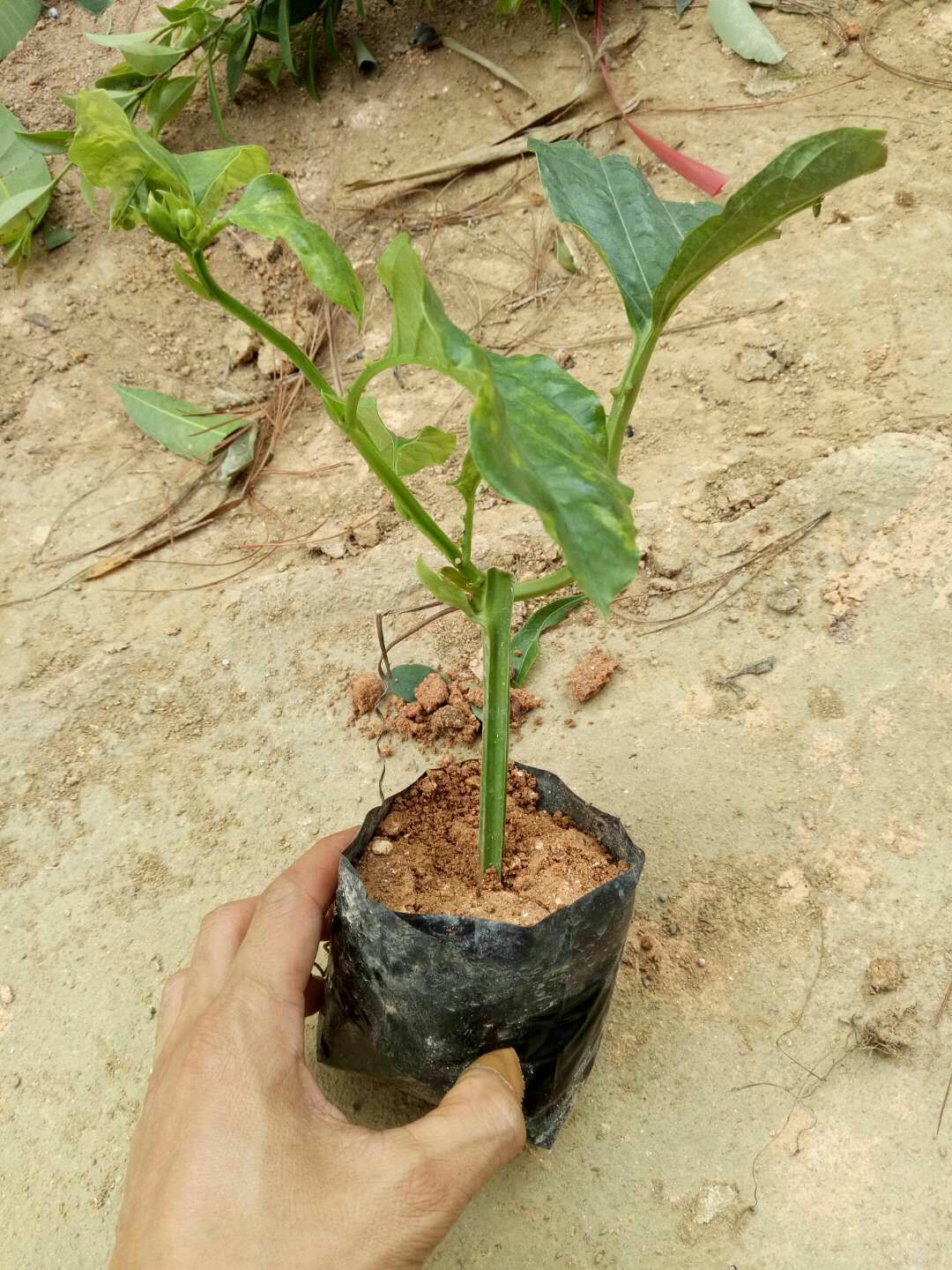  香蜜木瓜百香果苗  香蜜百香果苗 木瓜百香果扦插苗